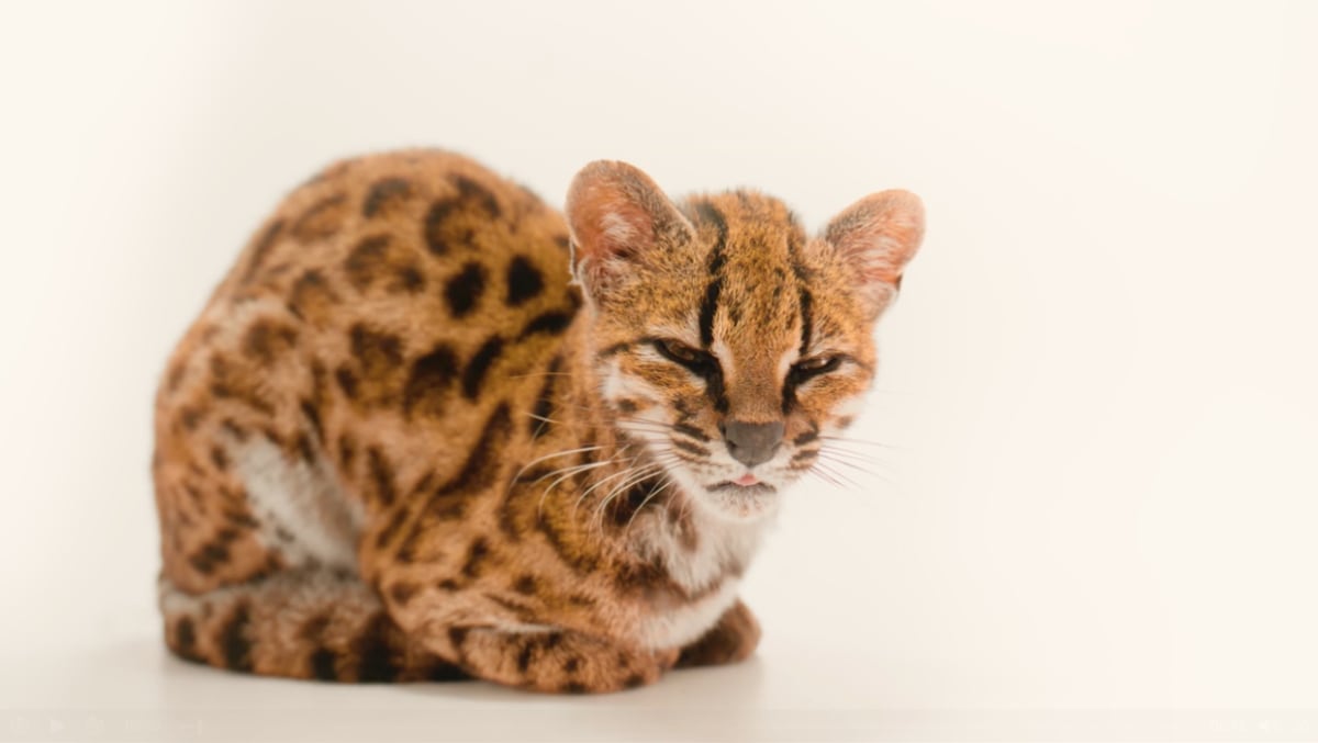 The only known tilcayo cat, a ten-year-old male, crouching and looking at the camera at Senda Verde Animal Refuge, Bolivia